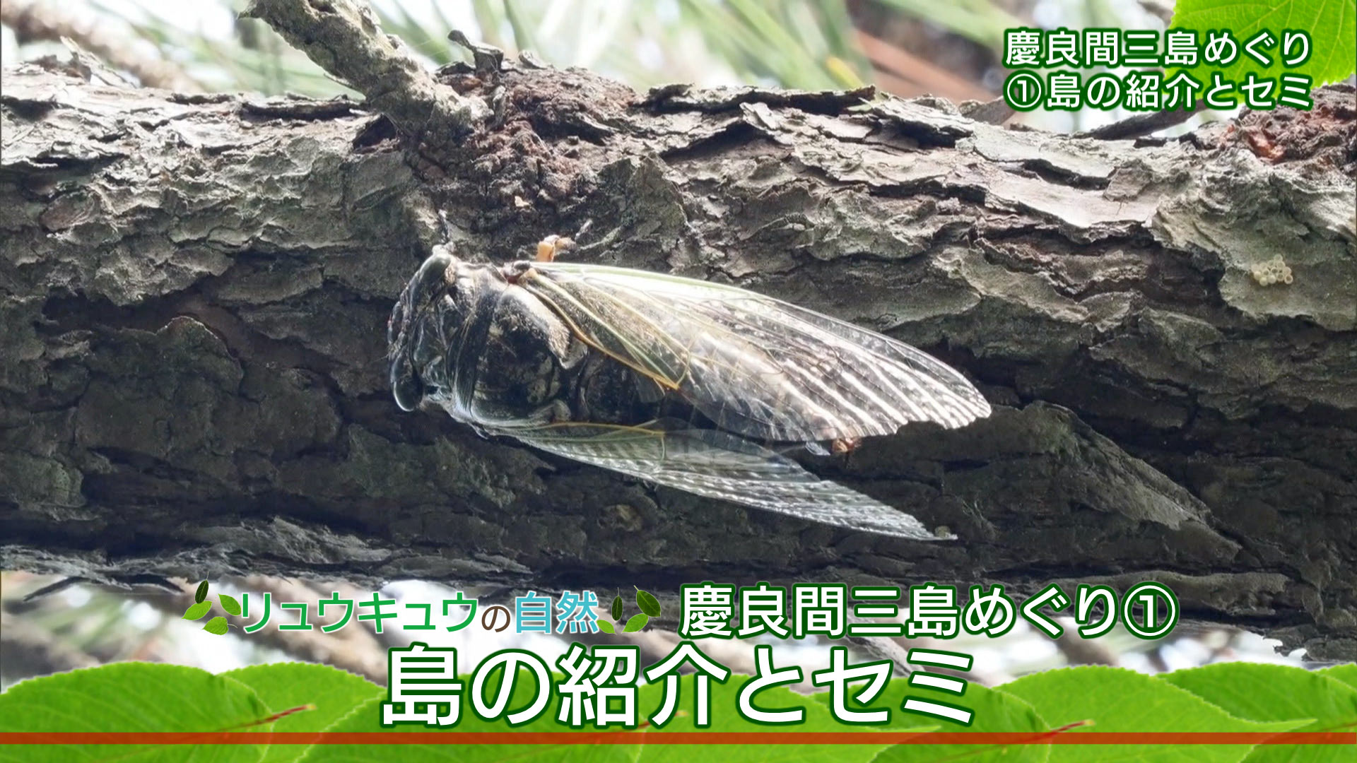 リュウキュウの自然 特別編「慶良間三島めぐり（１）島の紹介とセミ」