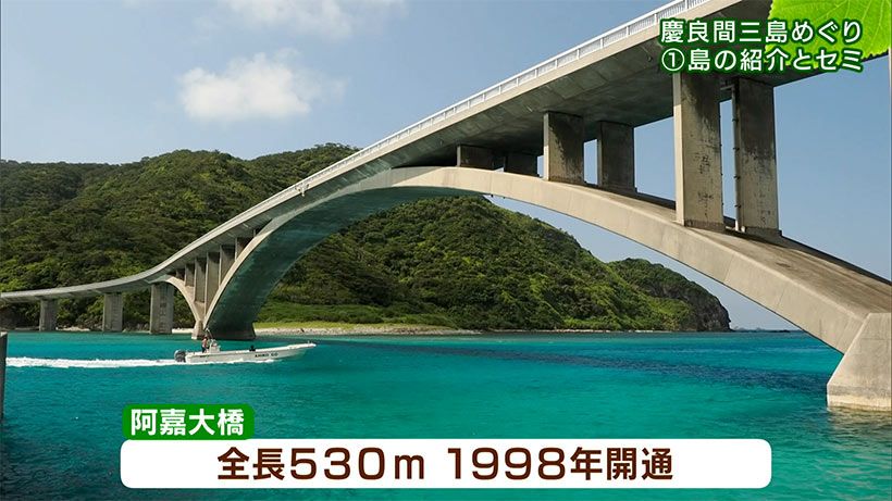 リュウキュウの自然 特別編「慶良間三島めぐり(1)島の紹介とセミ」
