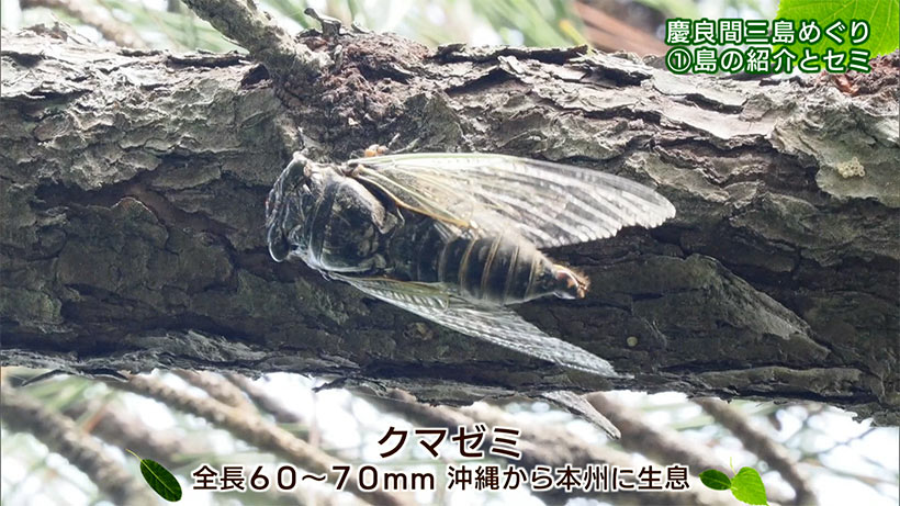リュウキュウの自然 特別編「慶良間三島めぐり(1)島の紹介とセミ」