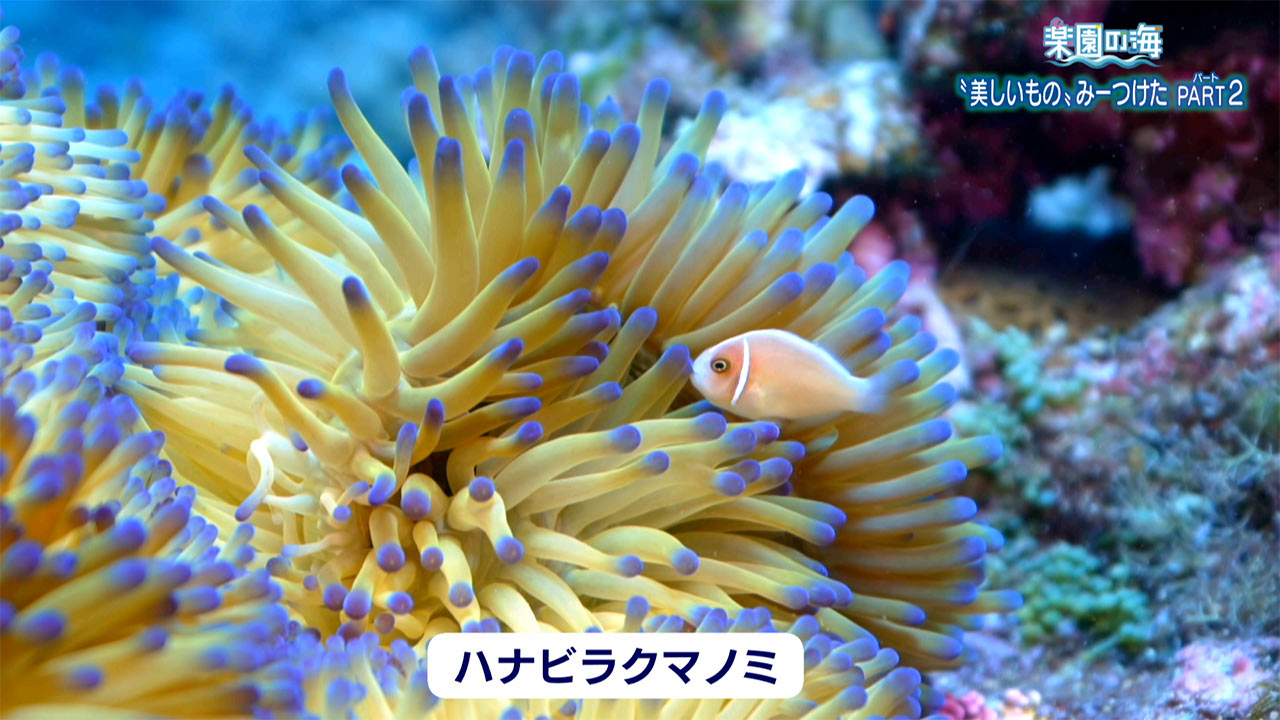 楽園の海「美しいもの」みーつけた PART2