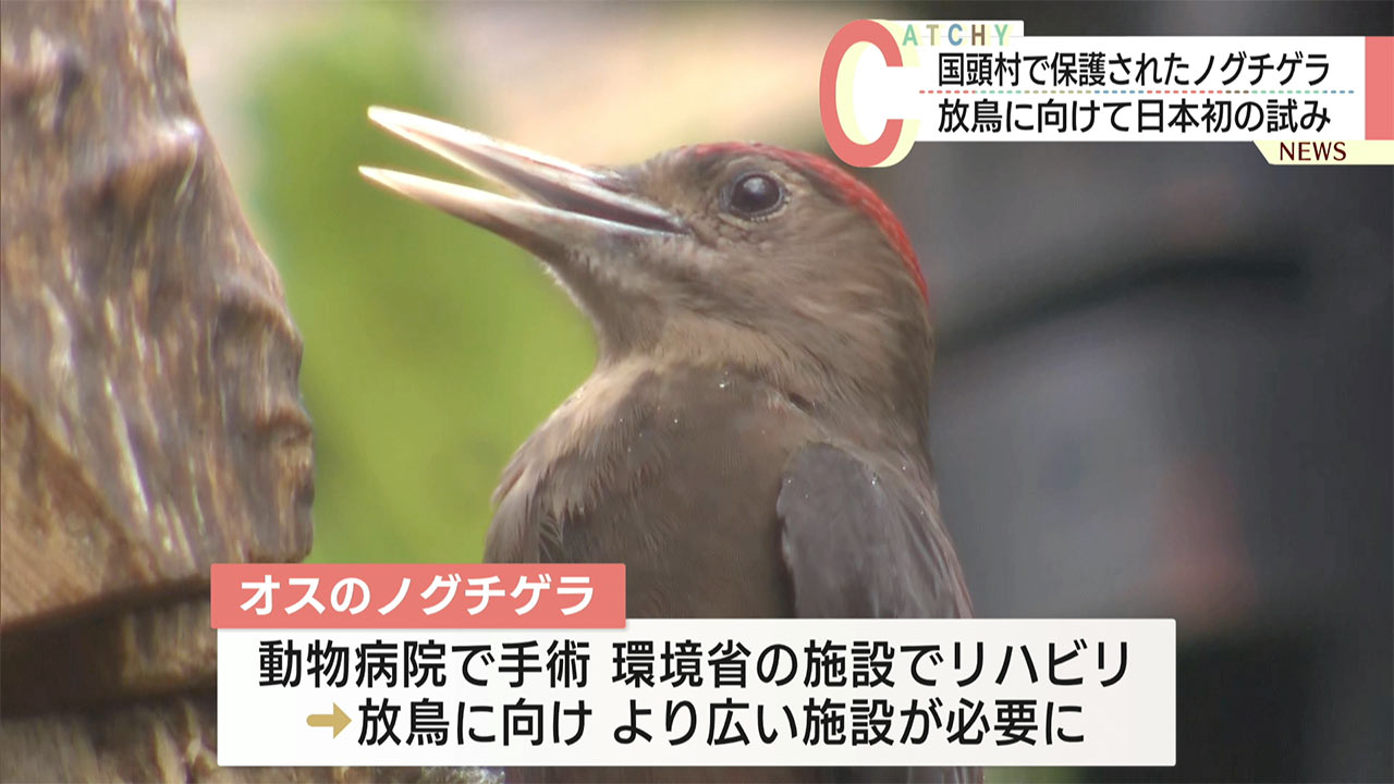 国頭村で保護されたノグチゲラ/名護市の施設で野生復帰を目指す日本初の試み