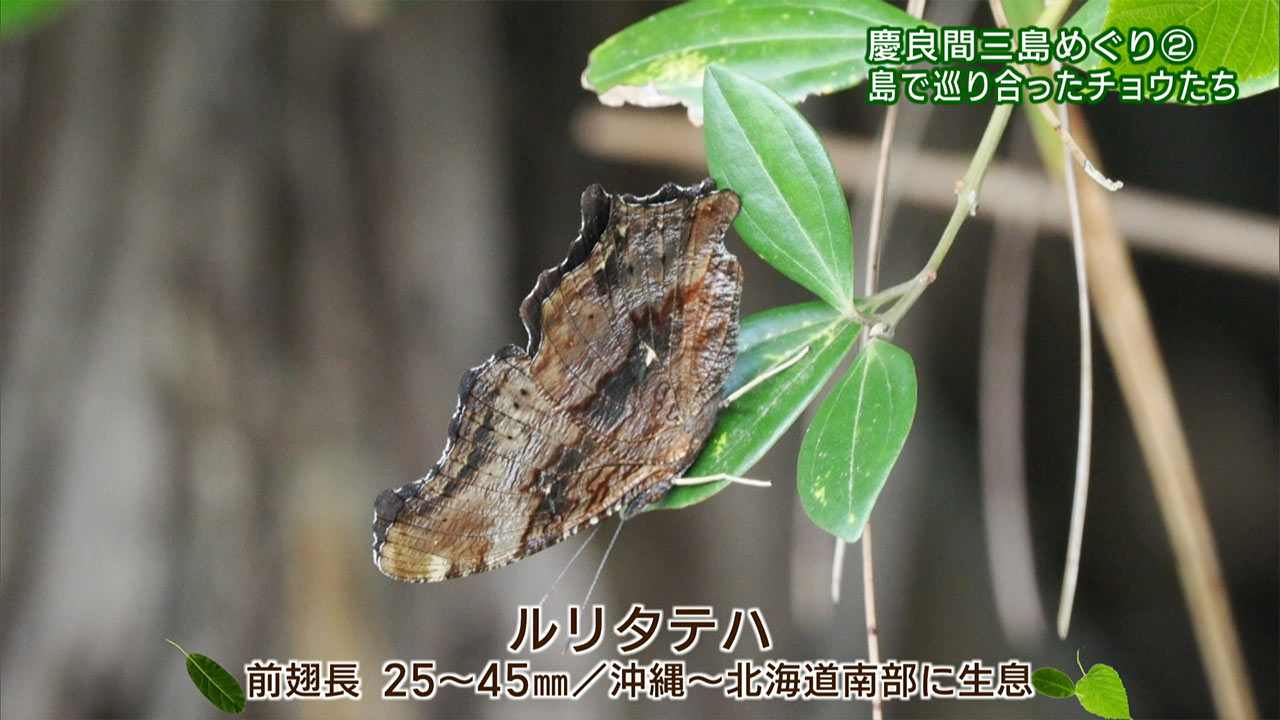 リュウキュウの自然 特別編「慶良間三島めぐり(2)島で巡り合ったチョウたち」