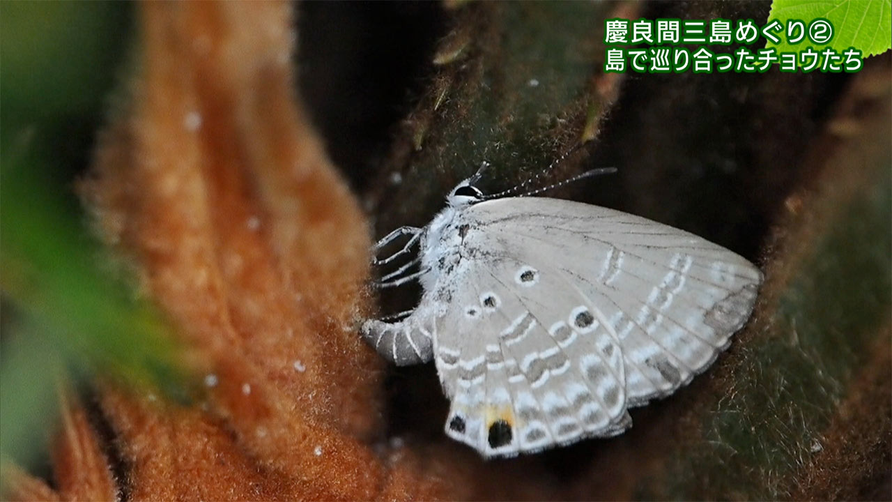 リュウキュウの自然 特別編「慶良間三島めぐり(2)島で巡り合ったチョウたち」
