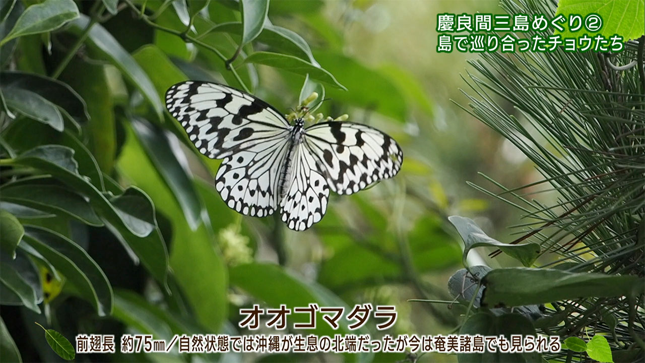 リュウキュウの自然 特別編「慶良間三島めぐり(2)島で巡り合ったチョウたち」