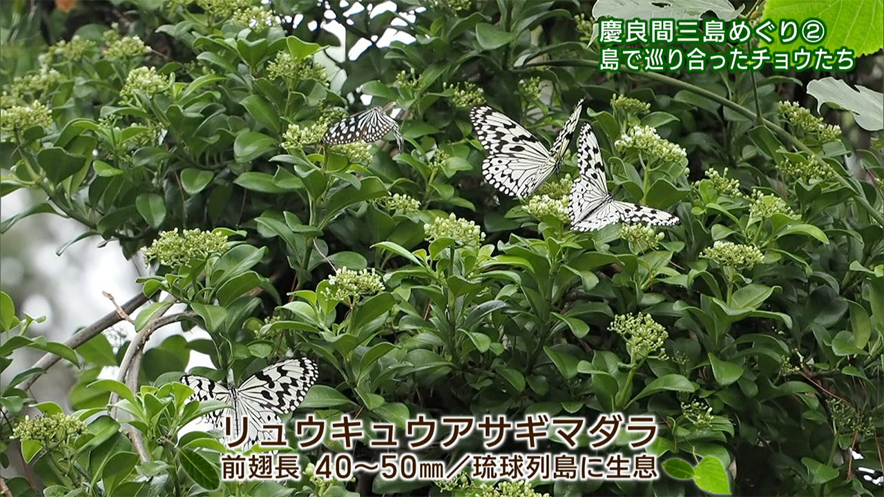 リュウキュウの自然 特別編「慶良間三島めぐり(2)島で巡り合ったチョウたち」