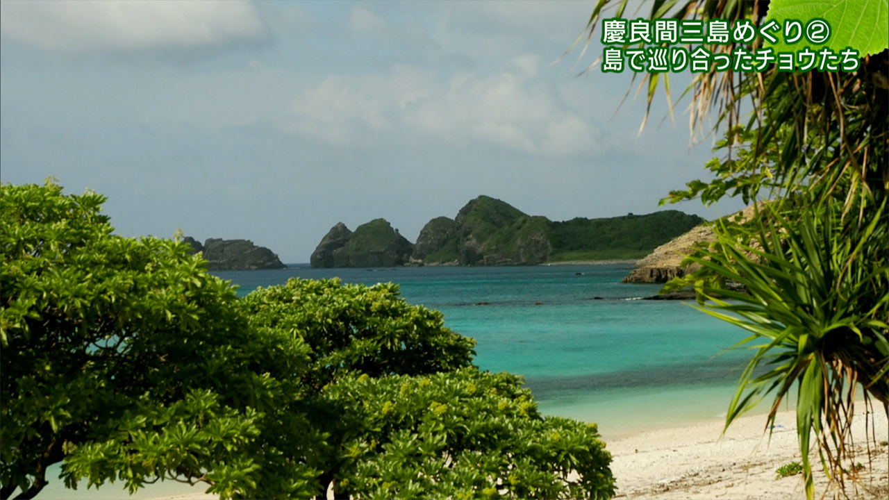 リュウキュウの自然 特別編「慶良間三島めぐり（２）島で巡り合ったチョウたち」