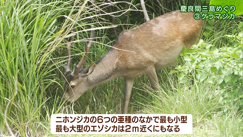 リュウキュウの自然 特別編「ケラマ三島めぐり(3)ケラマジカ」