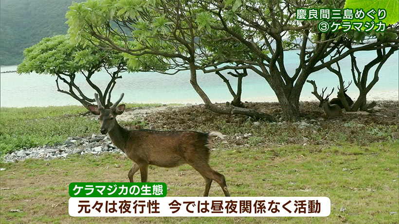 リュウキュウの自然 特別編「ケラマ三島めぐり(3)ケラマジカ」