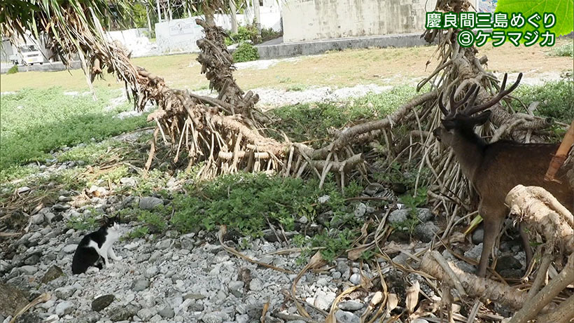リュウキュウの自然 特別編「ケラマ三島めぐり(3)ケラマジカ」