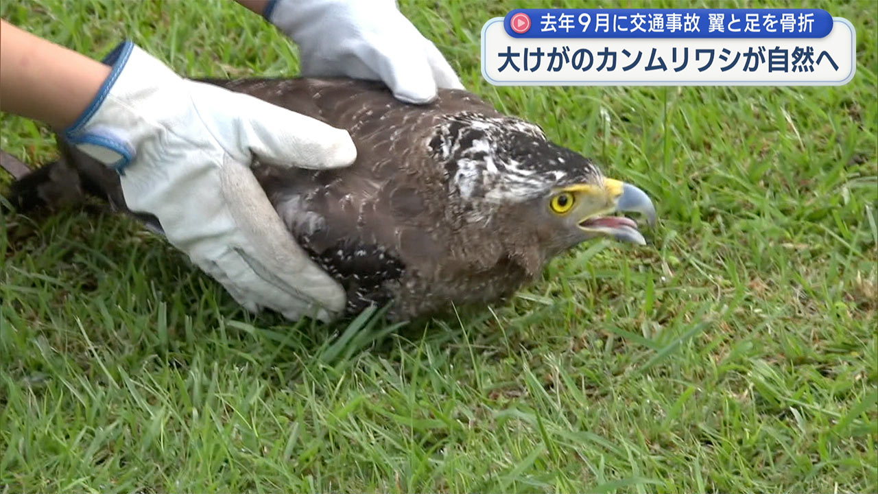 交通事故で大けがをしたカンムリワシが回復し自然へ