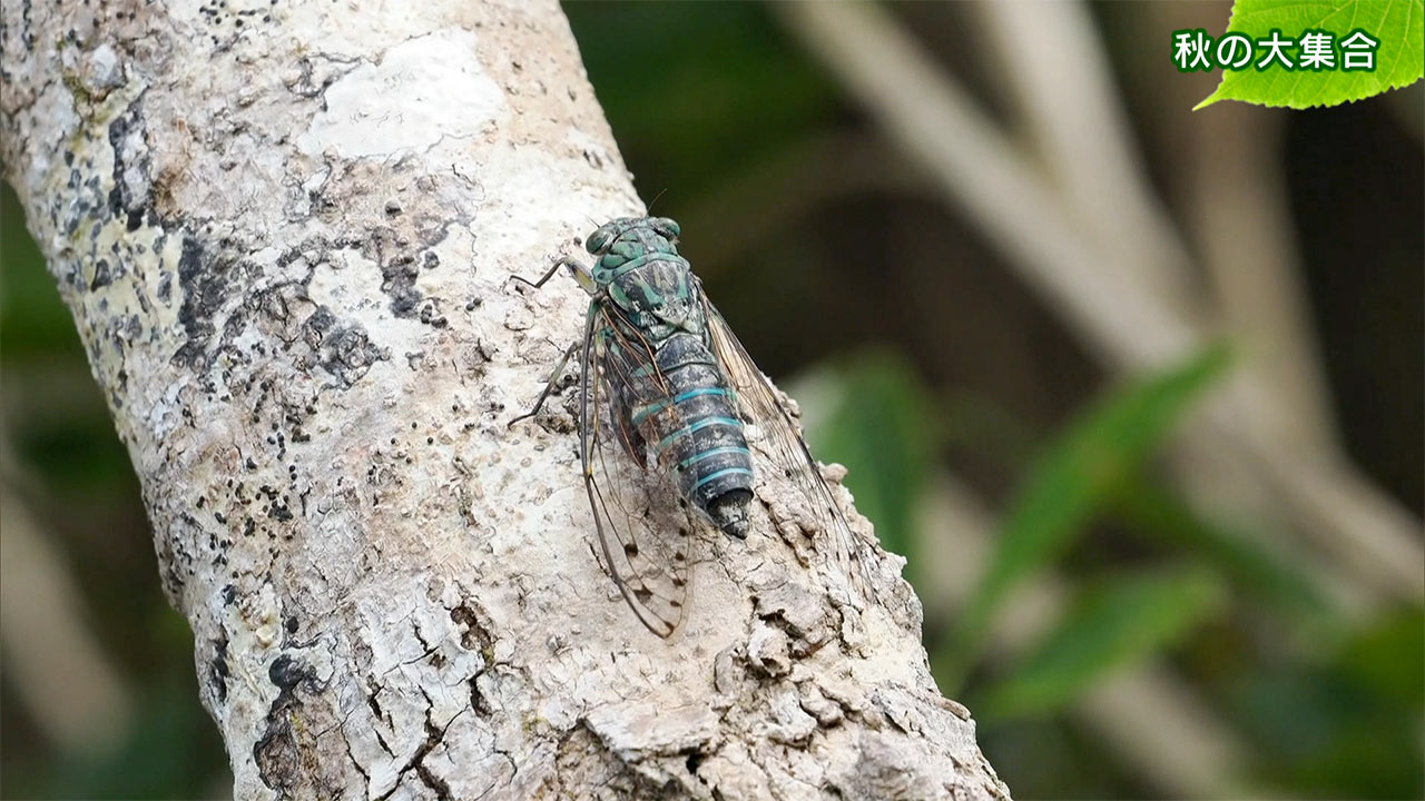 リュウキュウの自然 秋の大集合