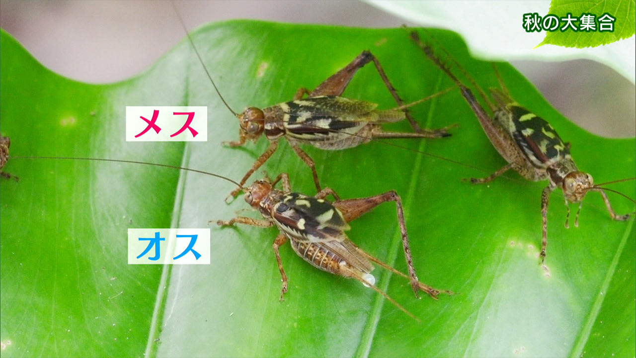 リュウキュウの自然 秋の大集合