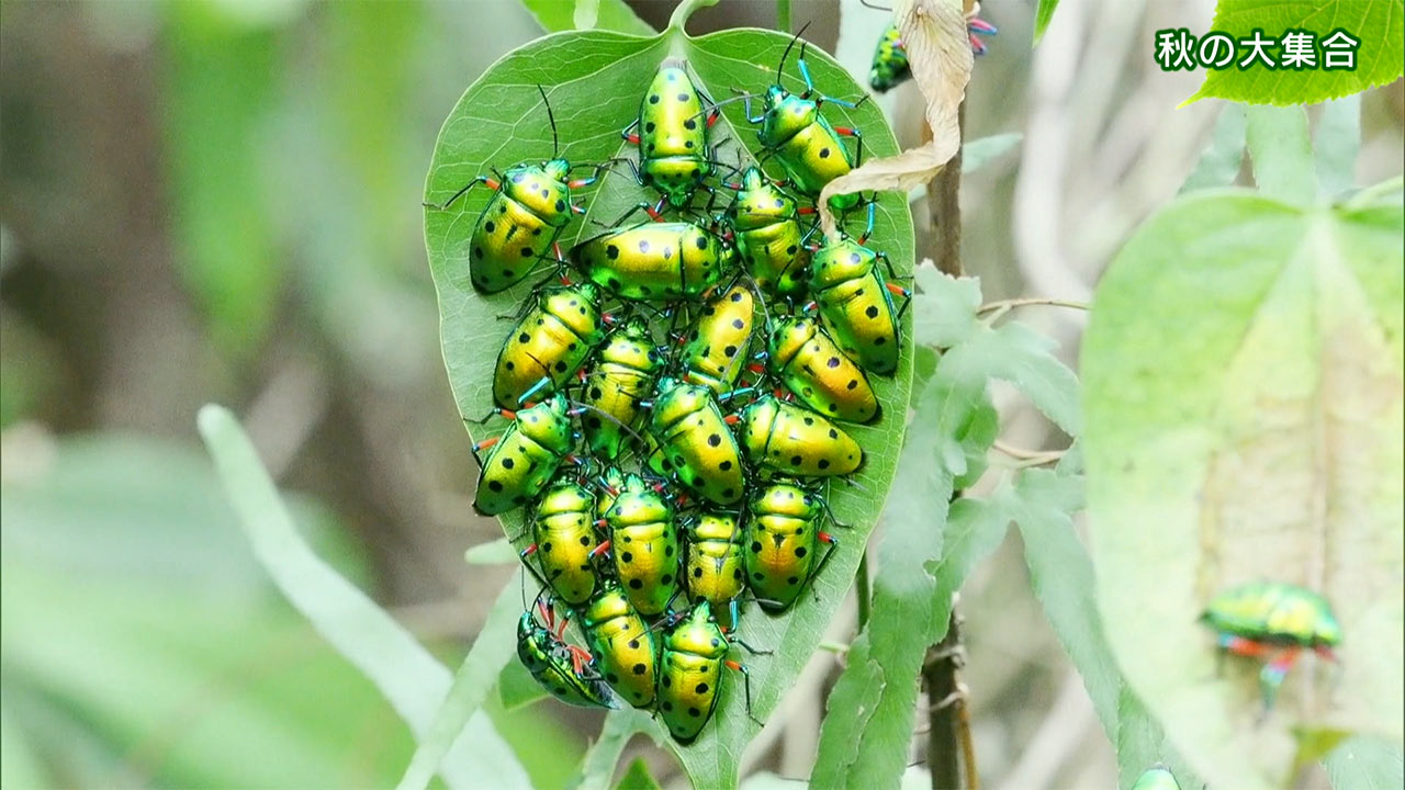 リュウキュウの自然 秋の大集合
