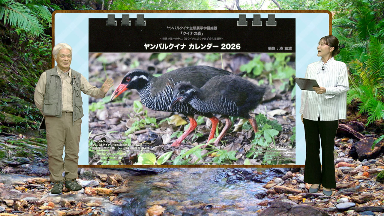 リュウキュウの自然 秋の大集合