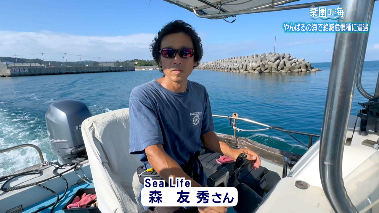 楽園の海 やんばるの海で絶滅危惧種に遭遇