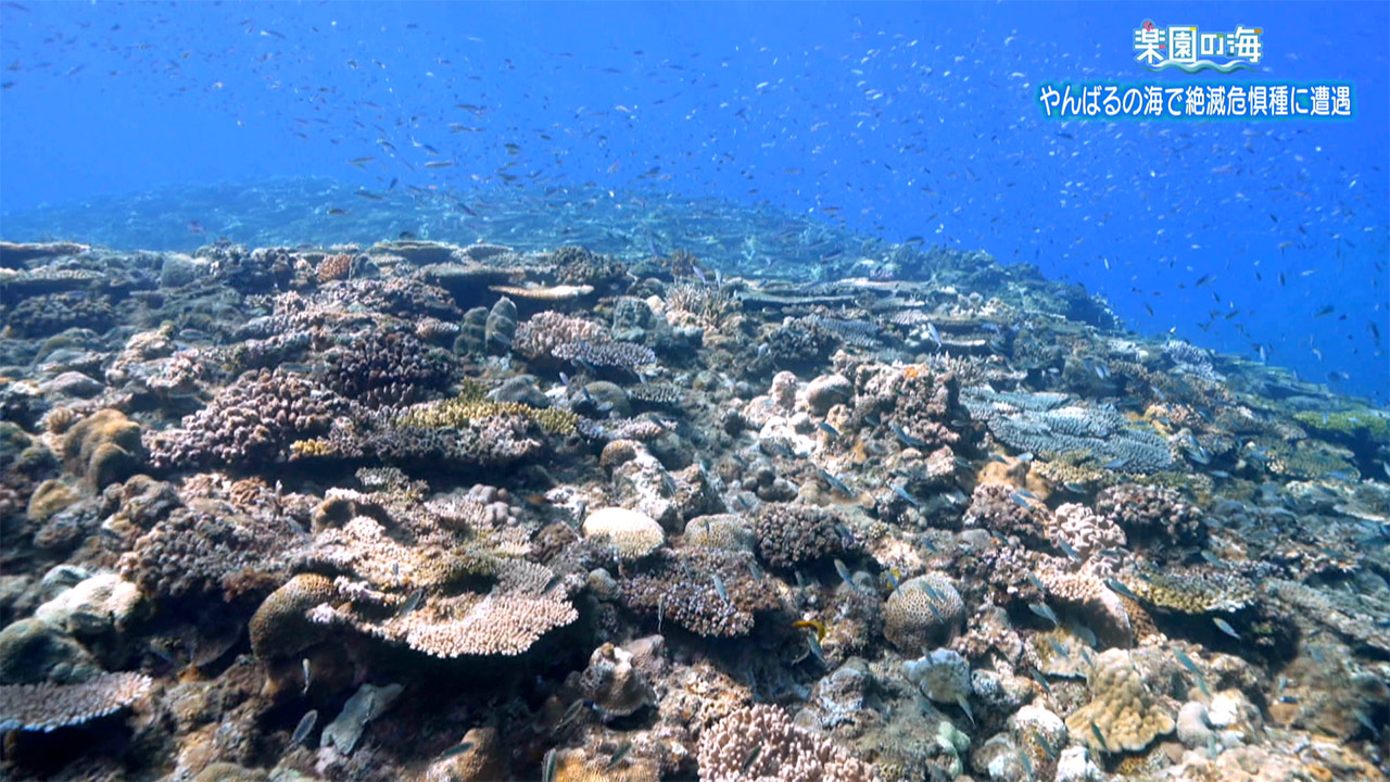 楽園の海 やんばるの海で絶滅危惧種に遭遇