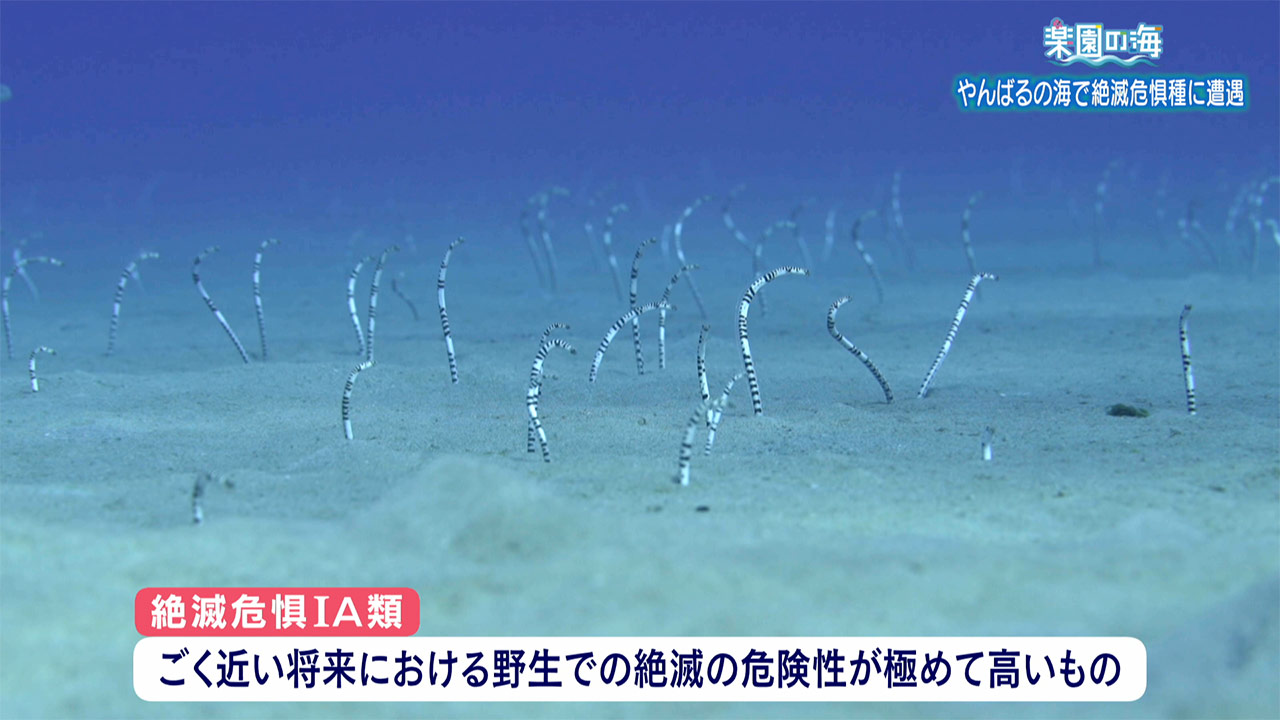 楽園の海 やんばるの海で絶滅危惧種に遭遇
