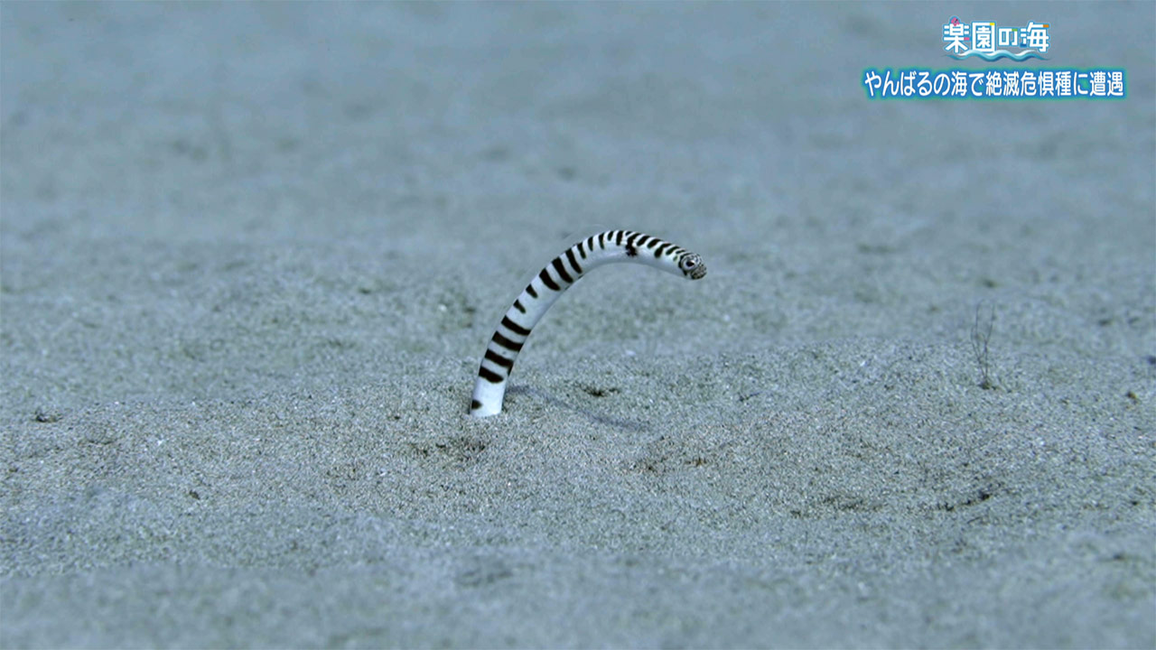 楽園の海 やんばるの海で絶滅危惧種に遭遇