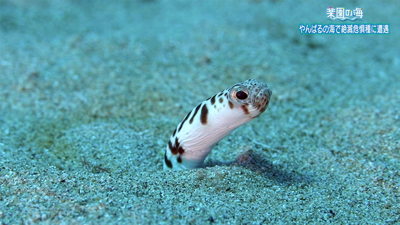 楽園の海　やんばるの海で絶滅危惧種に遭遇