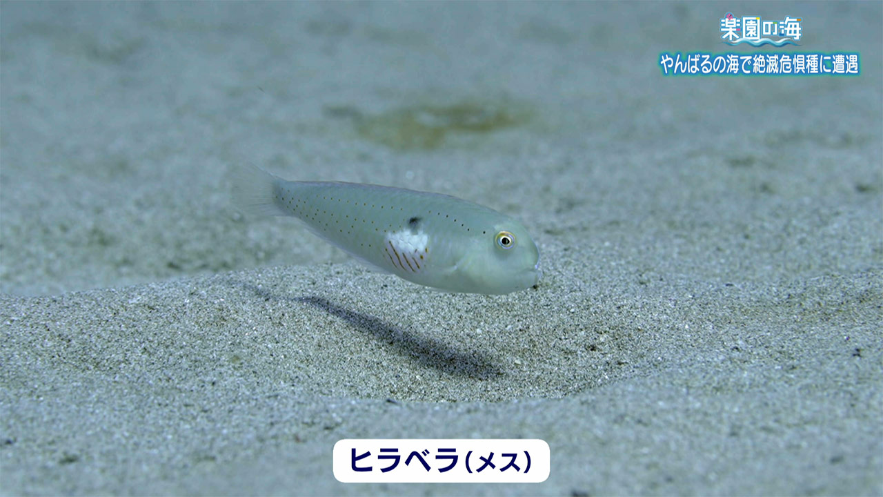 楽園の海 やんばるの海で絶滅危惧種に遭遇