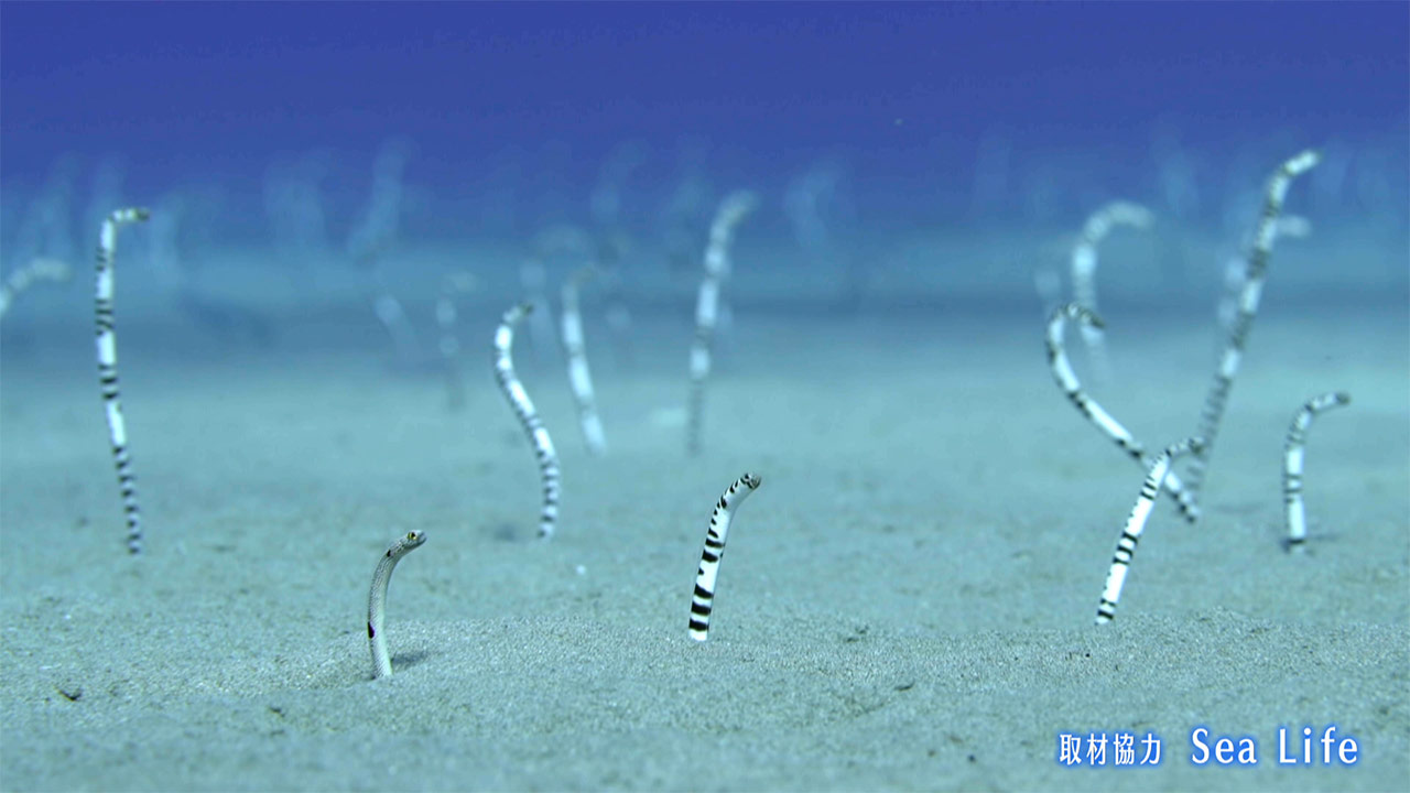 楽園の海 やんばるの海で絶滅危惧種に遭遇