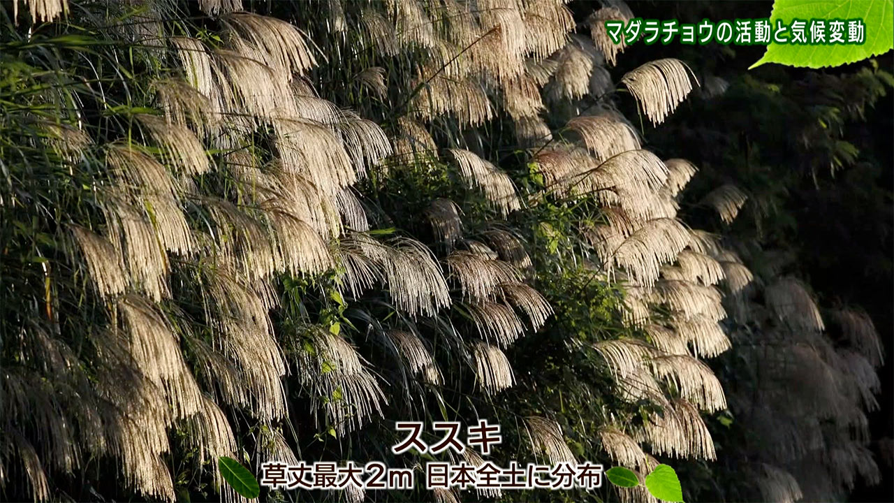 リュウキュウの自然 マダラチョウの活動と気候変動