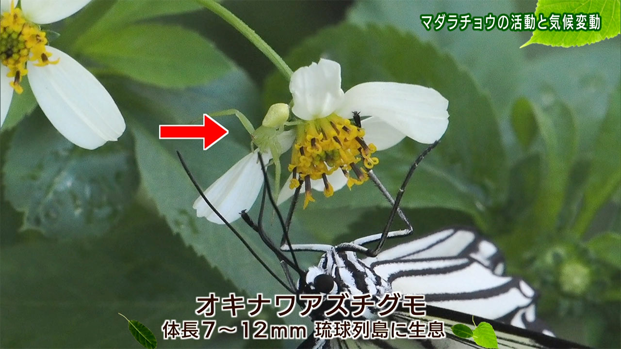 リュウキュウの自然 マダラチョウの活動と気候変動