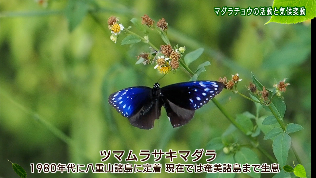 リュウキュウの自然 マダラチョウの活動と気候変動