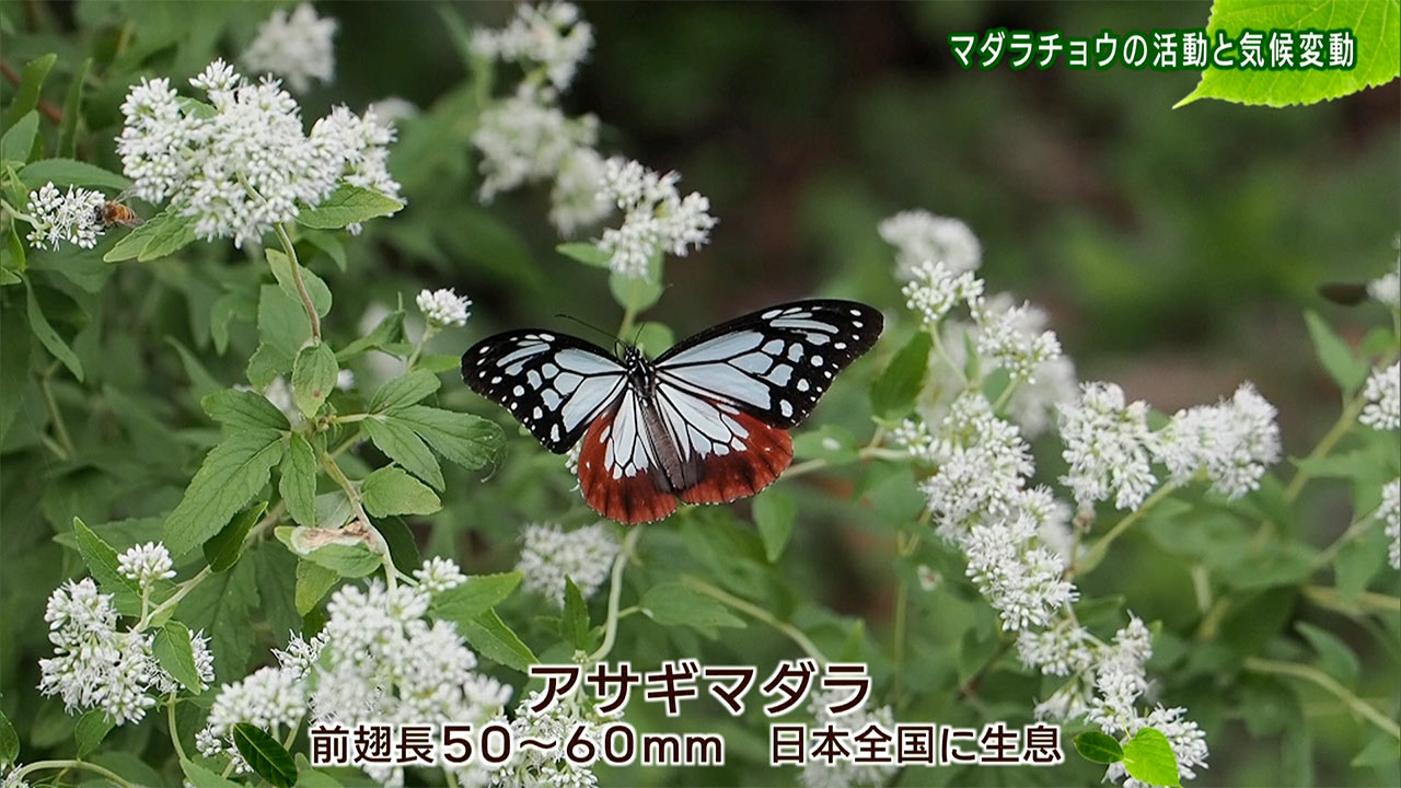 リュウキュウの自然 マダラチョウの活動と気候変動