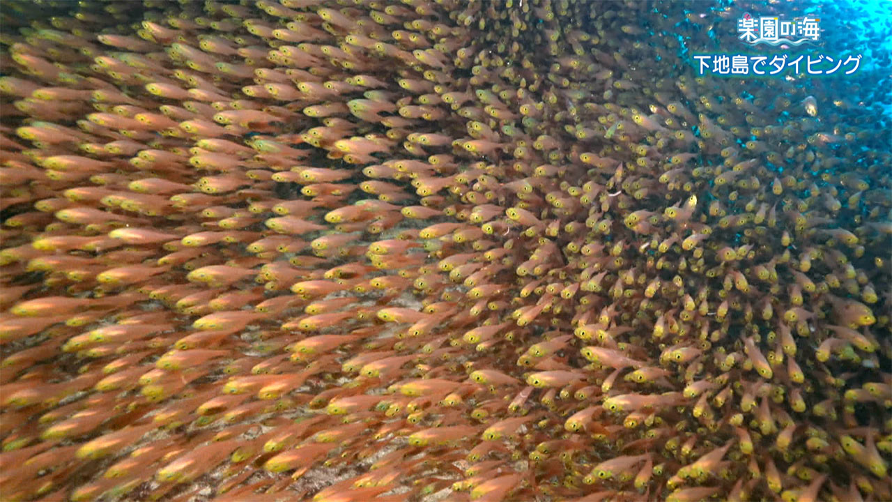 楽園の海 下地島でダイビング