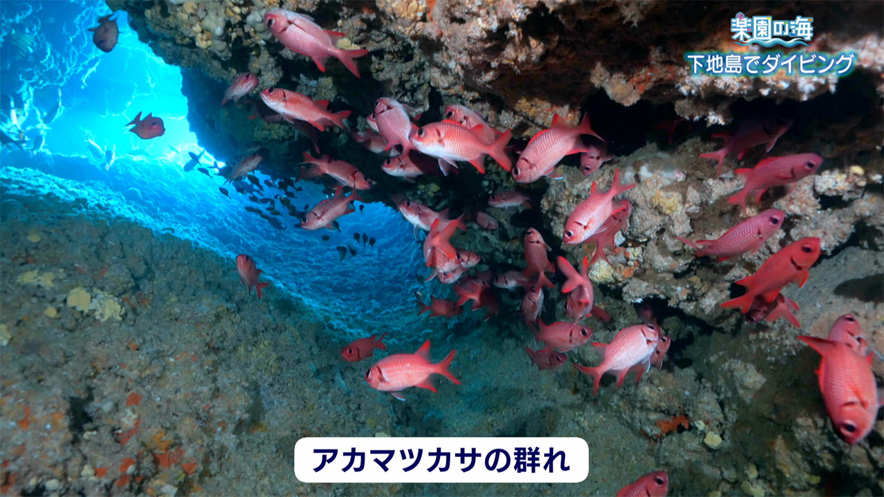 楽園の海 下地島でダイビング