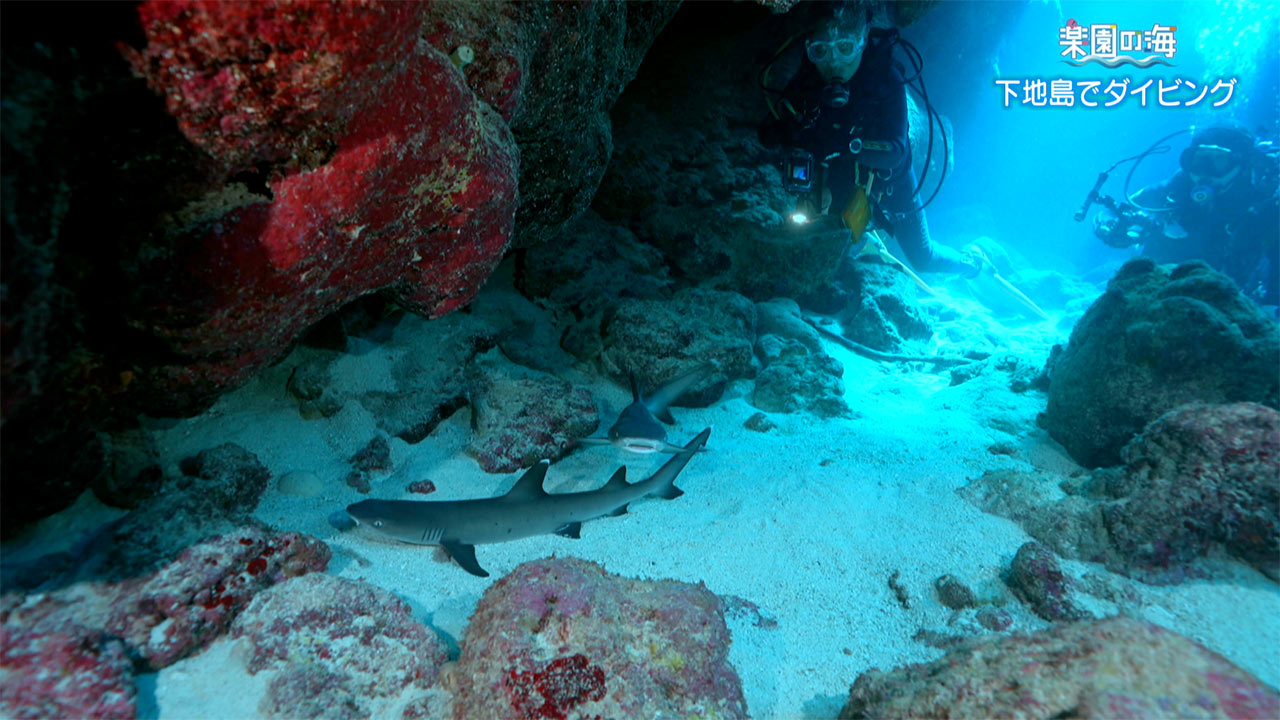 楽園の海 下地島でダイビング