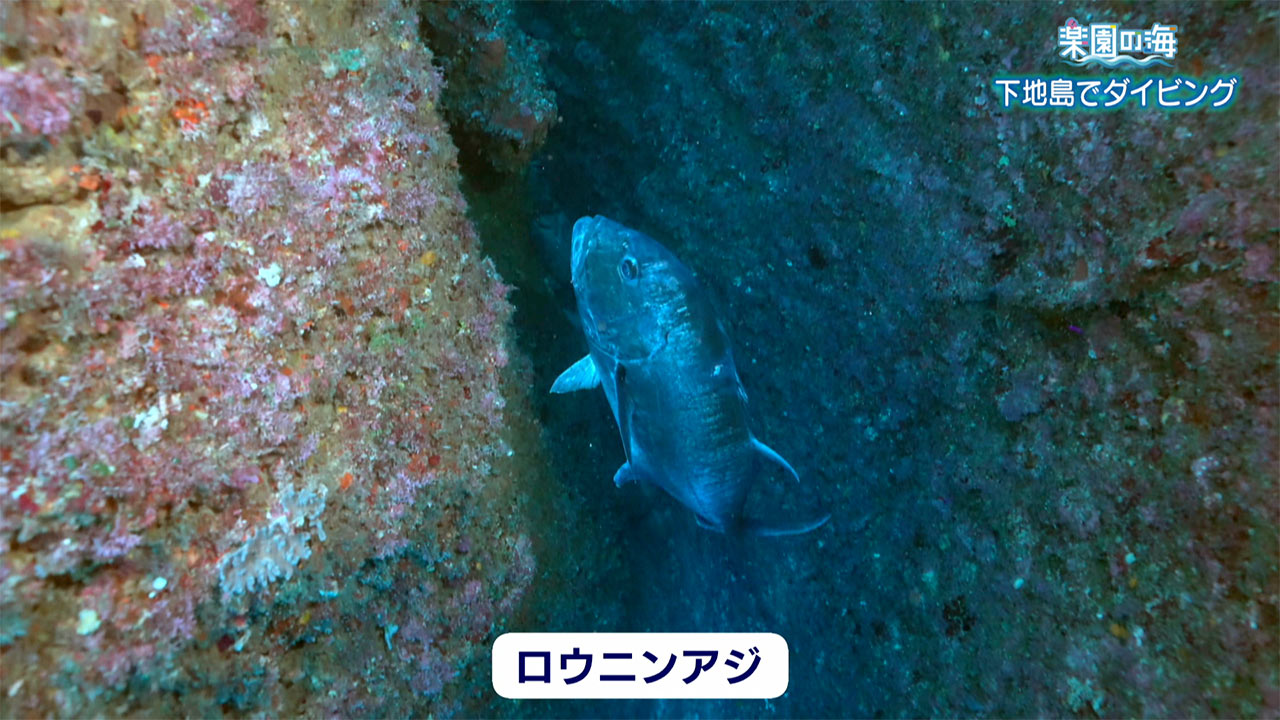 楽園の海 下地島でダイビング