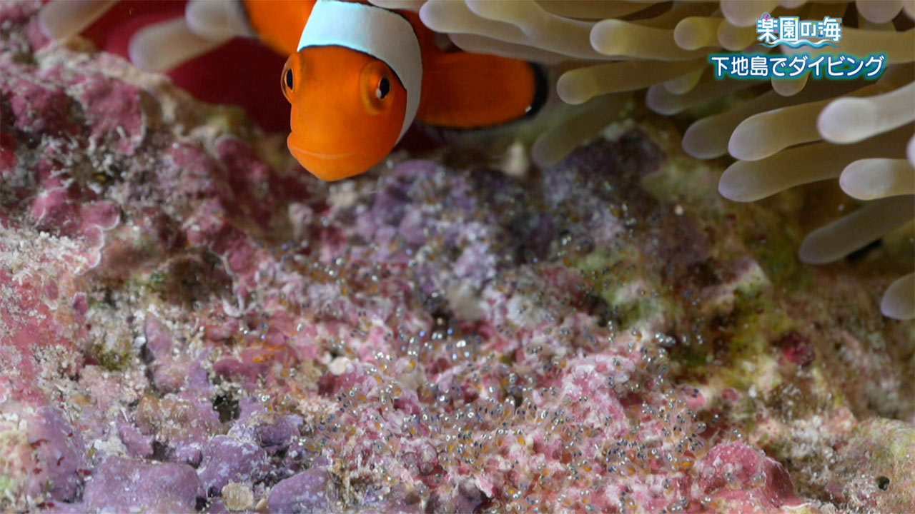 楽園の海 下地島でダイビング