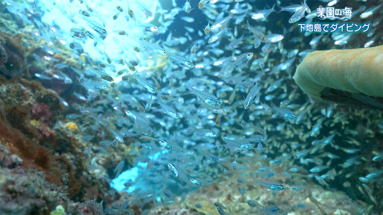 楽園の海　下地島でダイビング