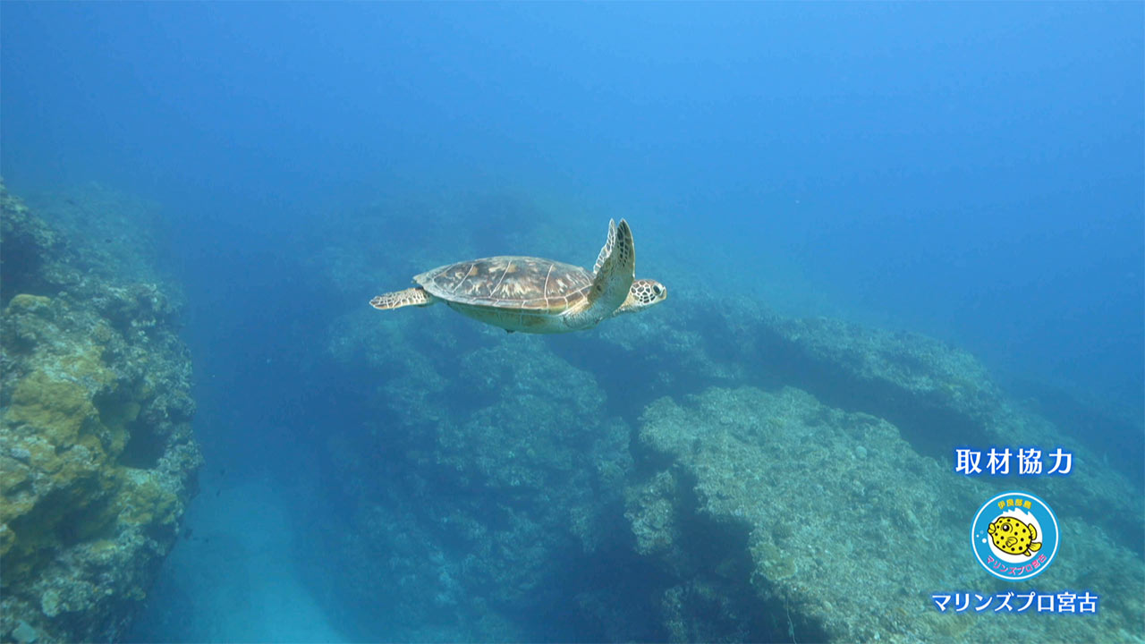 楽園の海 下地島でダイビング