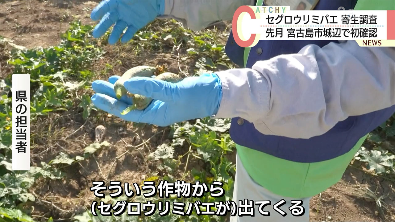 宮古島でセグロウリミバエ寄生調査