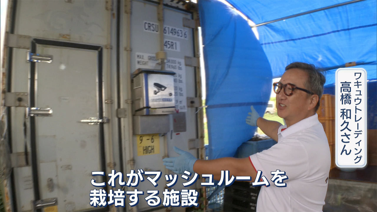 県産マッシュルームを広めたい! 栽培に奮闘するマッシュルーム生産者