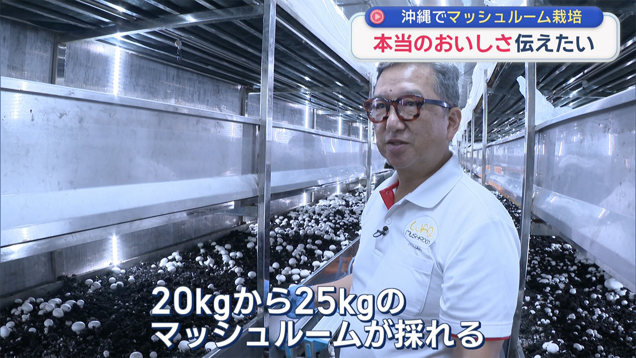 県産マッシュルームを広めたい! 栽培に奮闘するマッシュルーム生産者
