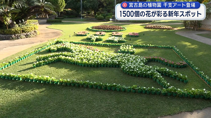 宮古島市植物園に午年アート登場　1500個の花が彩る新年の写真スポット