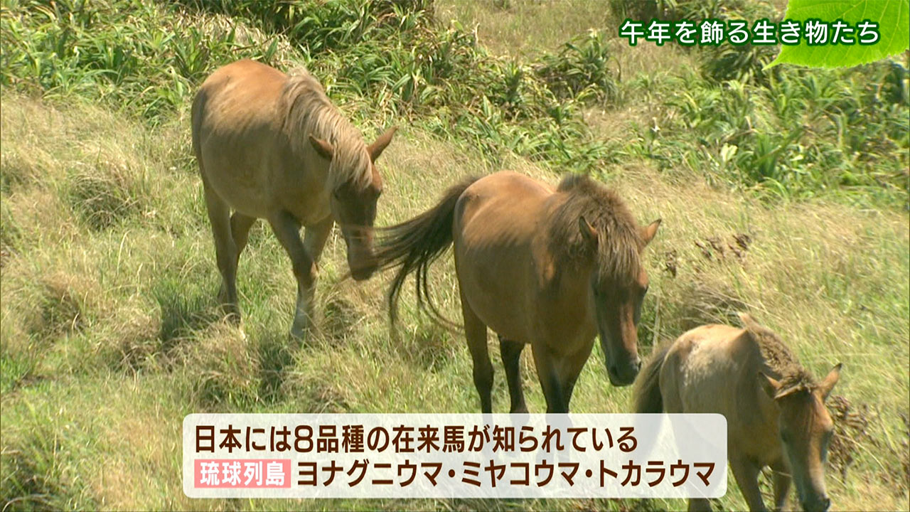 リュウキュウの自然：午年を飾る生き物たち