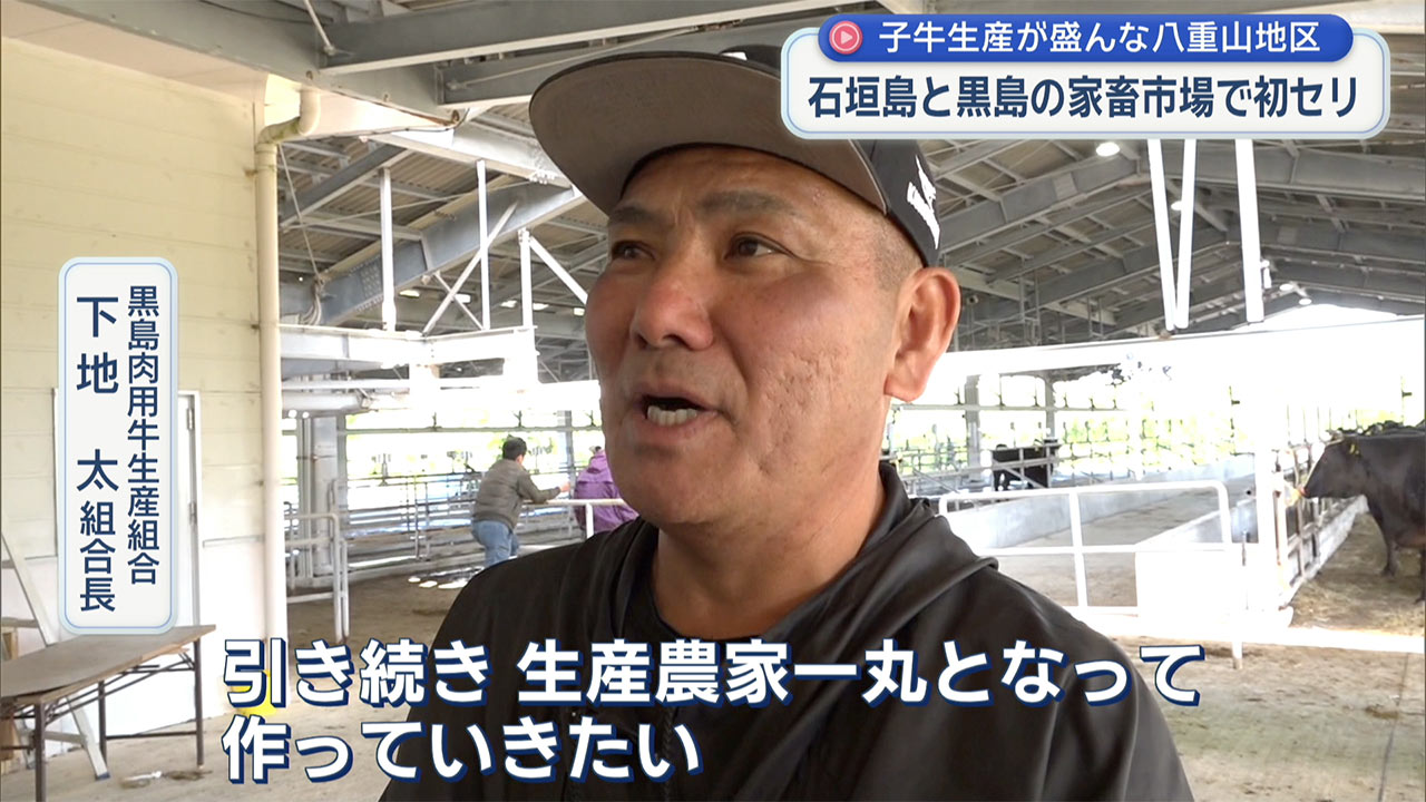 黒島「牛の島」初セリで華牛が111万円　価格回復と生産者の新年への期待