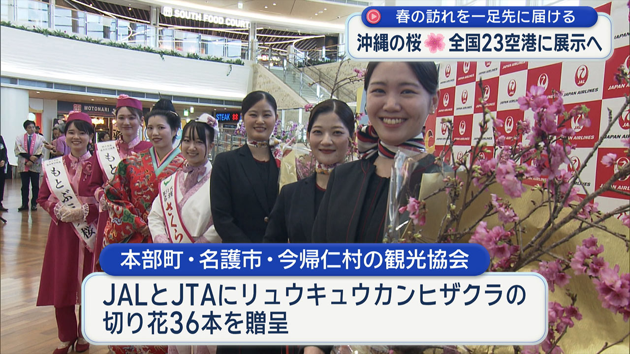 沖縄の桜、全国２３空港に展示へ／春の訪れを一足先に届ける