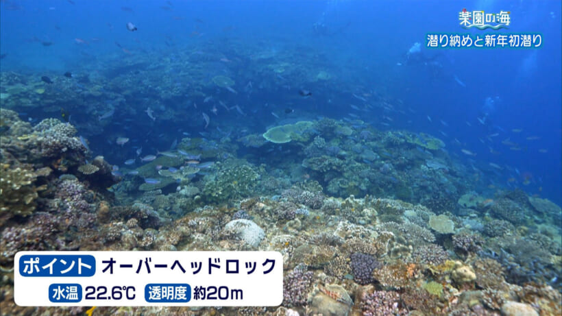 楽園の海 潜り納めと新年初潜り – QAB NEWS Headline