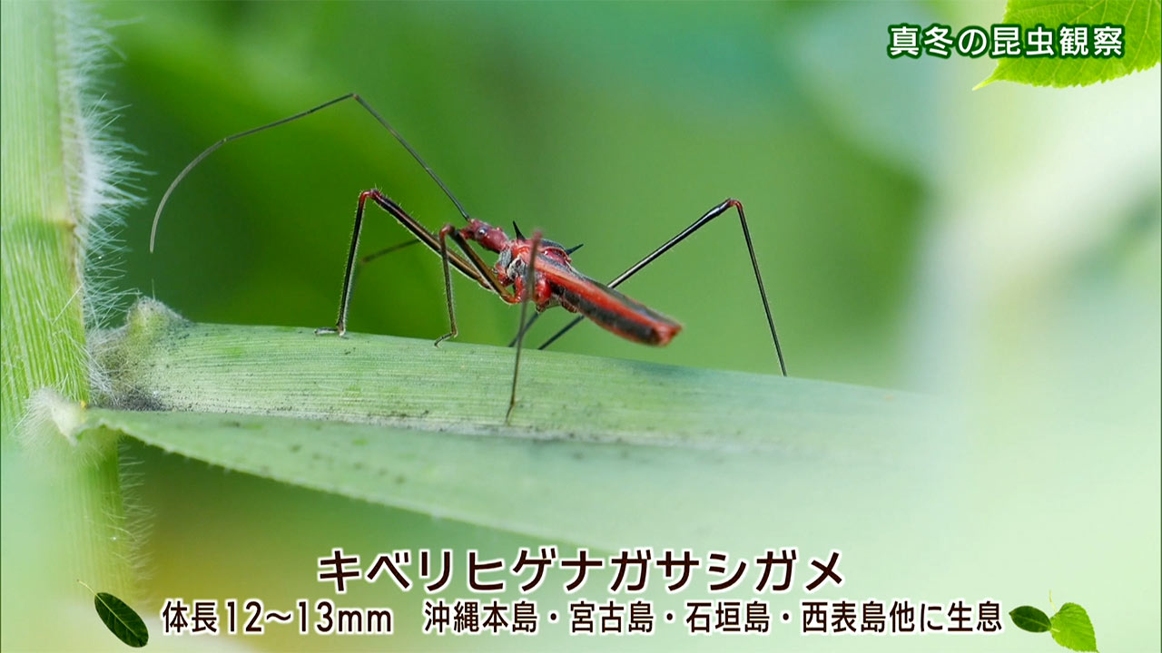 リュウキュウの自然　真冬の昆虫観察