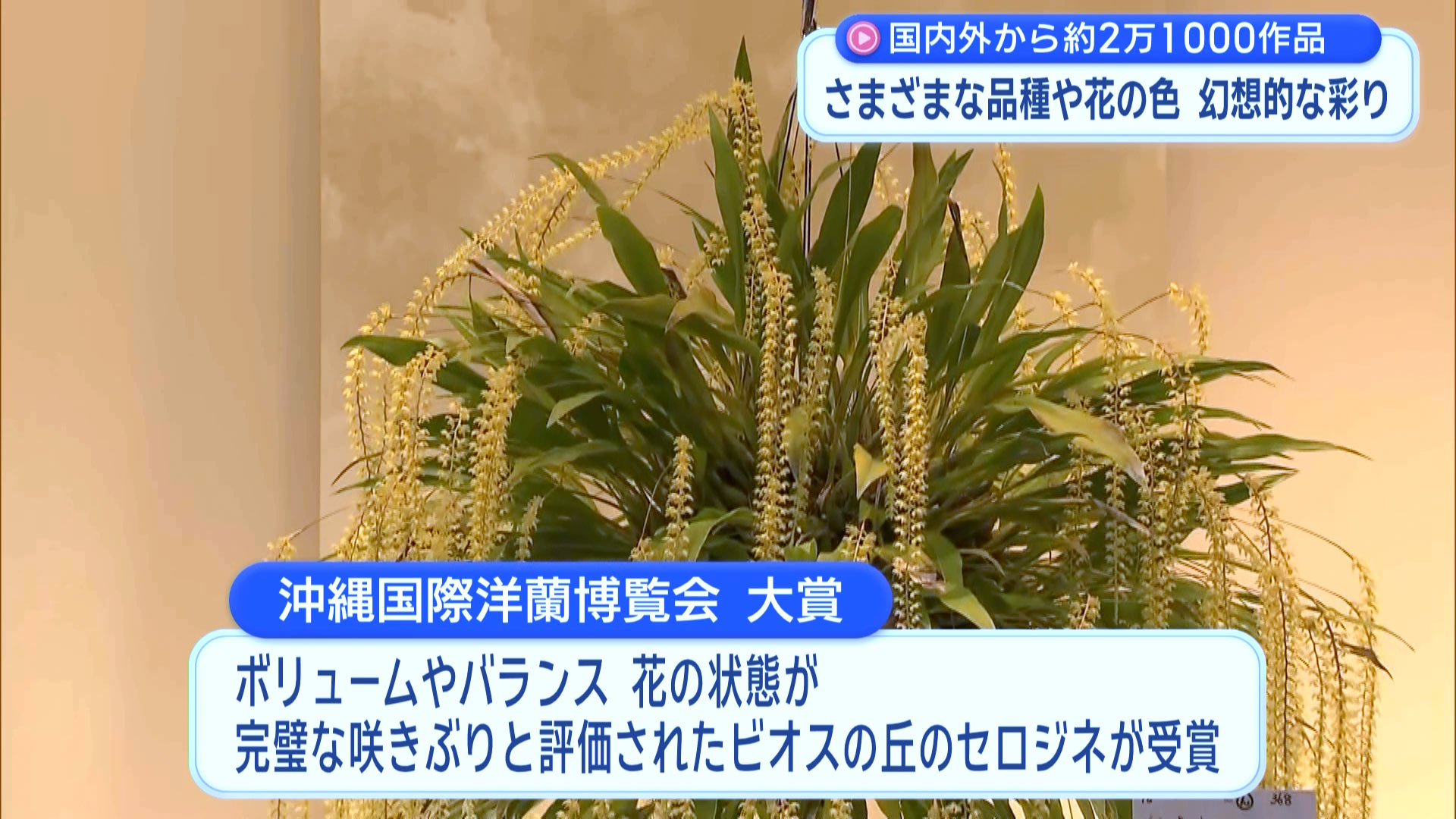 沖縄国際洋蘭博覧会始まる