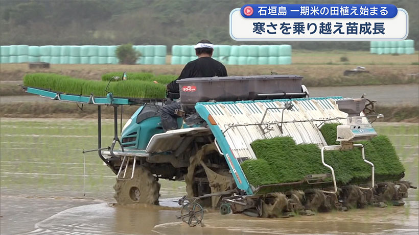 石垣で一期米の田植え