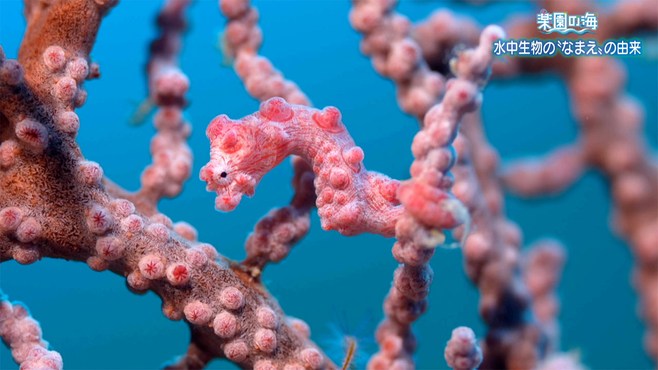 楽園の海　水中生物の「なまえ」の由来