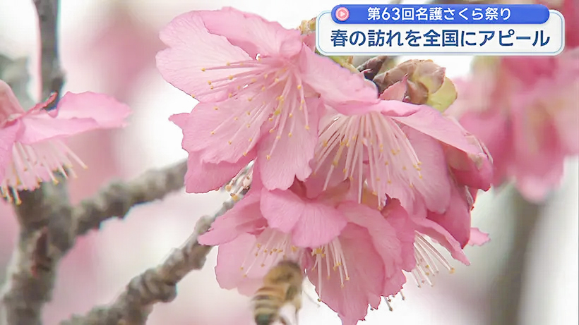 名護さくら祭り