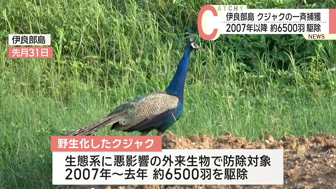 宮古島市伊良部でクジャクの一斉捕獲実施